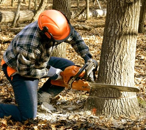 Tree Removal in Cave In Rock, IL